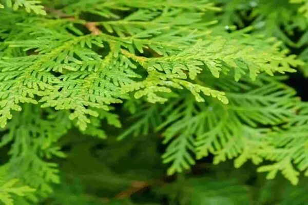 morpankhi plant vastu tips benefits of morpankhi plant - मोरपंखी पौधा - क्या है इसे घर में लगाने के फायदे